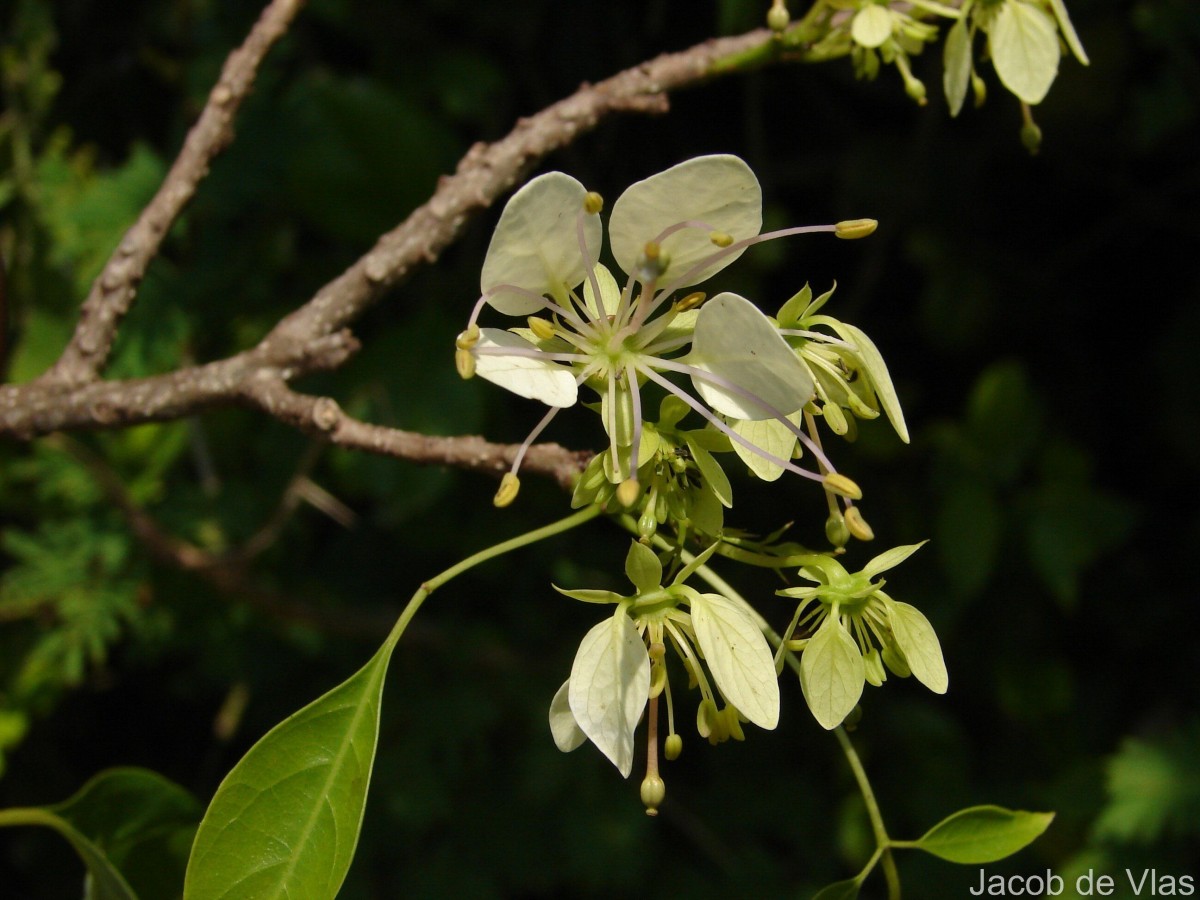 Crateva adansonii DC.